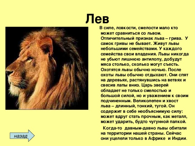 Лев  В силе, ловкости, смелости мало кто может сравниться со львом. Отличительный признак льва – грива. У самок гривы не бывает. Живут львы небольшими семействами. У каждого семейства свои владения. Львы никогда не убьют лишнюю антилопу, добудут мяса столько, сколько могут съесть. Охотятся львы обычно ночью. После охоты львы обычно отдыхают. Они спят на деревьях, растянувшись на ветвях и свесив лапы вниз. Царь зверей обладает не только смелостью и большой силой, но и уважением к своим подчиненным. Великолепен и хвост льва – длинный, тонкий, тугой. Он содержит в себе необъяснимую силу: может вдруг стать прочным, как металл, может ударить, будто чугунной палкой.  Когда-то давным-давно львы обитали на территории нашей страны. Сейчас они уцелели только в Африке и Индии . назад