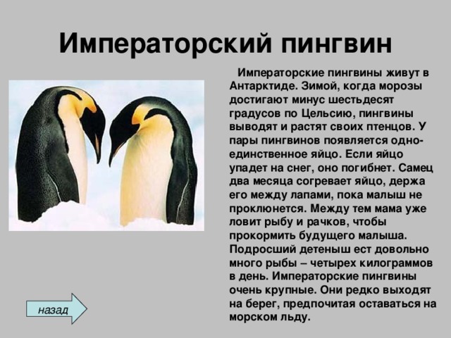 Императорский пингвин  Императорские пингвины живут в Антарктиде. Зимой, когда морозы достигают минус шестьдесят градусов по Цельсию, пингвины выводят и растят своих птенцов. У пары пингвинов появляется одно-единственное яйцо. Если яйцо упадет на снег, оно погибнет. Самец два месяца согревает яйцо, держа его между лапами, пока малыш не проклюнется. Между тем мама уже ловит рыбу и рачков, чтобы прокормить будущего малыша. Подросший детеныш ест довольно много рыбы – четырех килограммов в день. Императорские пингвины очень крупные. Они редко выходят на берег, предпочитая оставаться на морском льду. назад