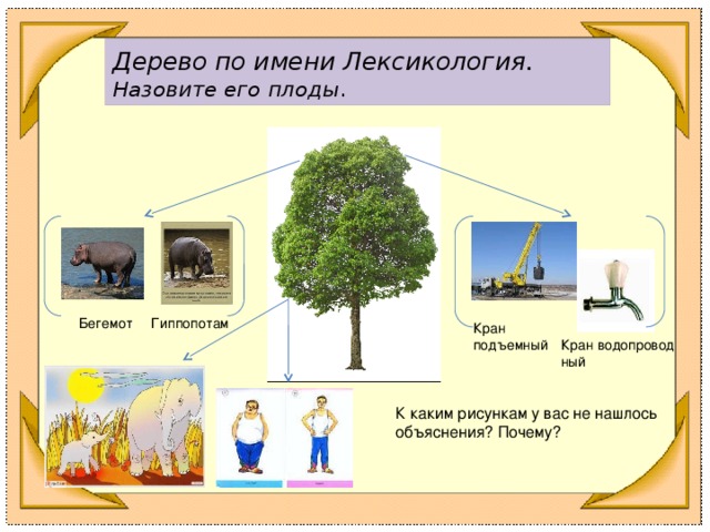 Дерево по имени Лексикология . Назовите его плоды . Гиппопотам Бегемот Кран подъемный Кран водопровод ный К каким рисункам у вас не нашлось объяснения? Почему?