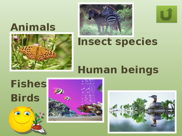 Animals  Insect species   Human beings Fishes Birds