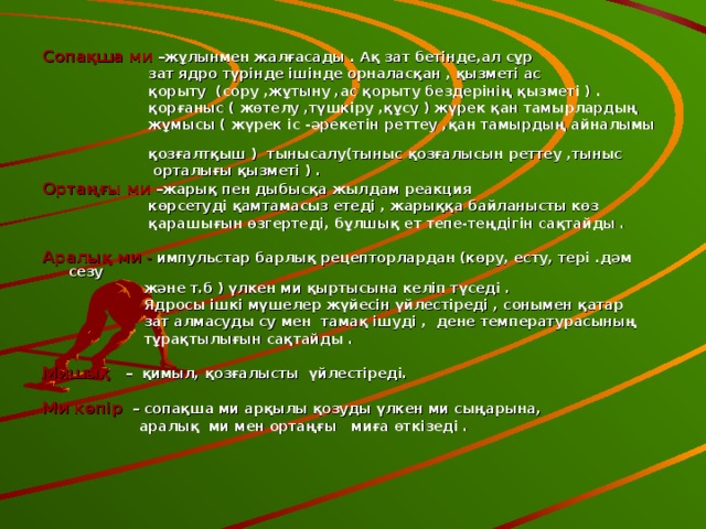 Сопақша ми –жұлынмен жалғасады . Ақ зат бетінде,ал сұр  зат ядро түрінде ішінде орналасқан , қызметі ас  қорыту (сору ,жұтыну ,ас қорыту бездерінің қызметі ) .  қорғаныс ( жөтелу ,түшкіру ,құсу ) жүрек қан тамырлардың  жұмысы ( жүрек іс -әрекетін реттеу ,қан тамырдың айналымы  қозғалтқыш ) тынысалу(тыныс қозғалысын реттеу ,тыныс  орталығы қызметі ) . Ортаңғы ми –жарық пен дыбысқа жылдам реакция  көрсетуді қамтамасыз етеді , жарыққа байланысты көз  қарашығын өзгертеді, бұлшық ет тепе-теңдігін сақтайды .  Аралық ми - импульстар барлық рецепторлардан (көру, есту, тері .дәм сезу  және т.б ) үлкен ми қыртысына келіп түседі .  Ядросы ішкі мүшелер жүйесін үйлестіреді , сонымен қатар  зат алмасуды су мен тамақ ішуді , дене температурасының  тұрақтылығын сақтайды .  Мишық  – қимыл, қозғалысты үйлестіреді.  Ми көпір – сопақша ми арқылы қозуды үлкен ми сыңарына,  аралық ми мен ортаңғы миға өткізеді .