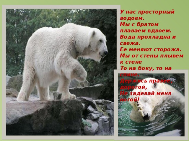 У нас просторный водоем. Мы с братом плаваем вдвоем. Вода прохладна и свежа. Ее меняют сторожа. Мы от стены плывем к стене То на боку, то на спине. Держись правее, дорогой, Не задевай меня ногой!