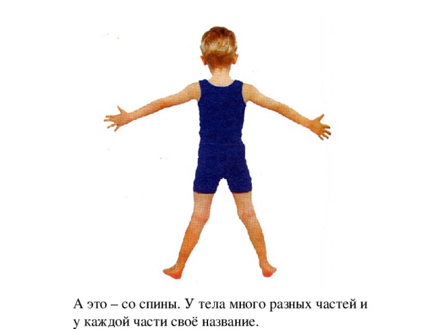 А это – со спины. У тела много разных частей и у каждой части своё название.