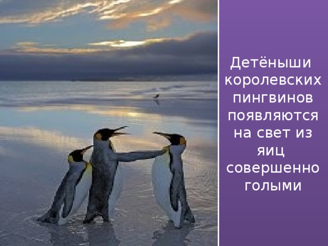 Детёныши  королевских  пингвинов  появляются  на свет из  яиц  совершенно  голыми