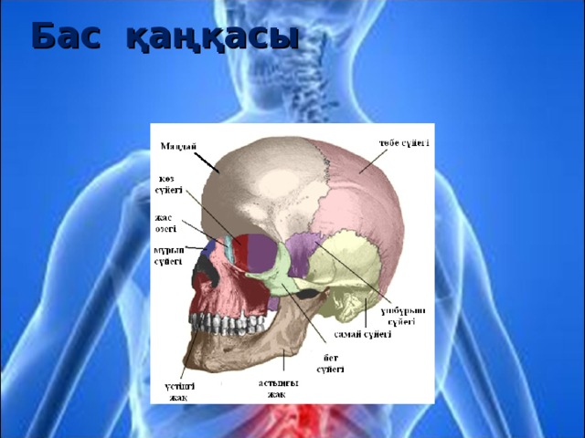 Бас қаңқасы