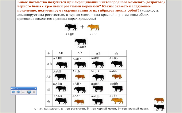 Сколько дает потомства. Схема скрещивания собак. Задача по генетике про коров. Скрещивание коров с быком. Задачи по биологии про коров.