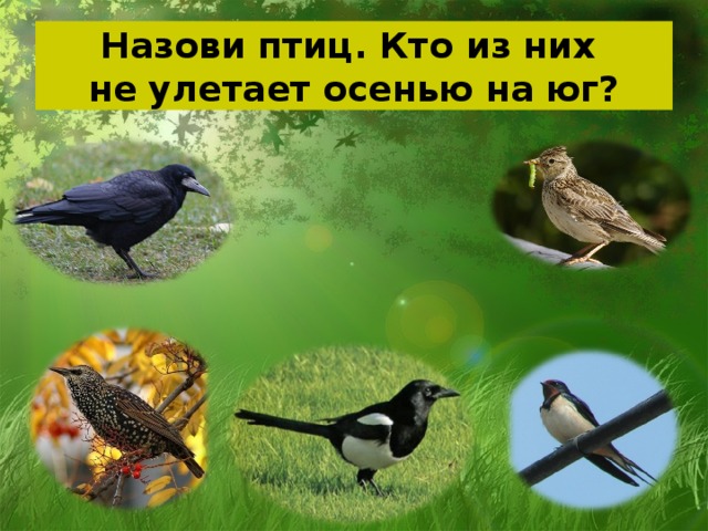 Назови птиц. Кто из них  не улетает осенью на юг?