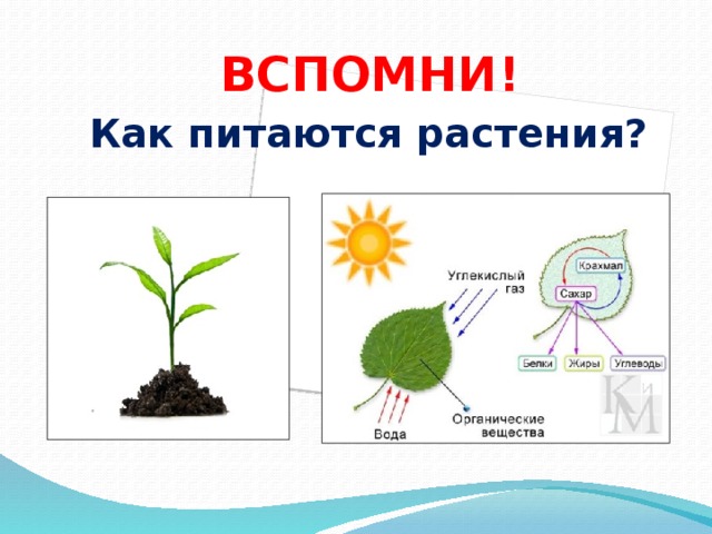 ВСПОМНИ! Как питаются растения?