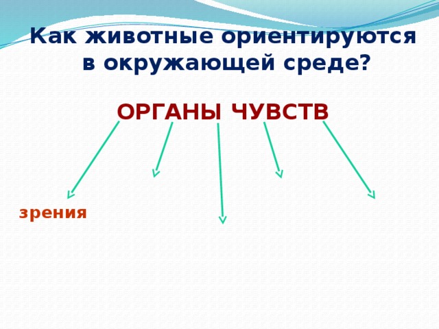 Как животные ориентируются  в окружающей среде? ОРГАНЫ ЧУВСТВ зрения