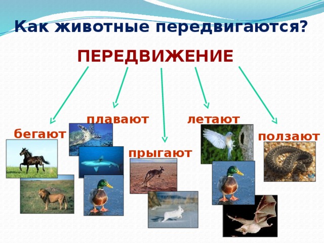 Животное живое существо схема 2 класс передвигается дышит