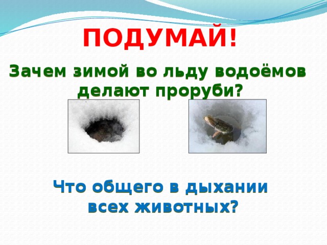 ПОДУМАЙ! Зачем зимой во льду водоёмов делают проруби? Что общего в дыхании  всех животных?