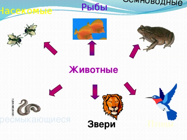 Рыбы Земноводные Насекомые Животные Пресмыкающиеся Птицы Звери