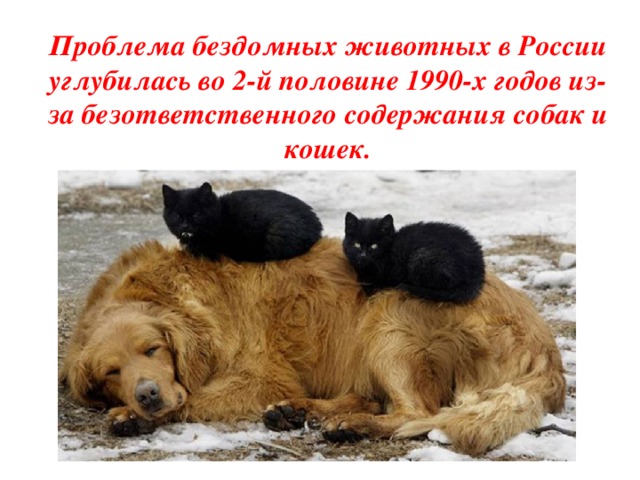 Проблема бездомных животных в России углубилась во 2-й половине 1990-х годов из-за безответственного содержания собак и кошек.