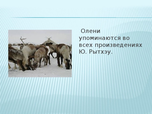 Олени упоминаются во всех произведениях Ю. Рытхэу.