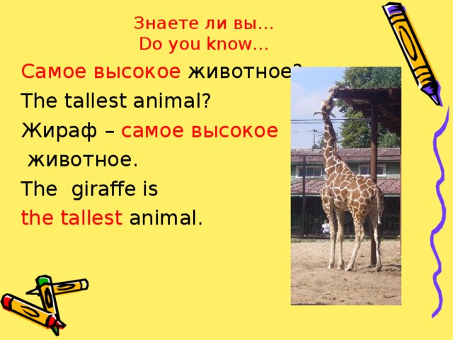 Знаете ли вы…  Do you know… Самое высокое животное? The tallest animal ? Жираф – самое высокое  животное. The giraffe is the  tallest animal.