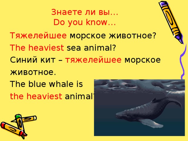 Знаете ли вы…  Do you know… Тяжелейшее морское животное? The heaviest sea animal? Синий кит – тяжелейшее морское животное. The blue whale is the heaviest animal?