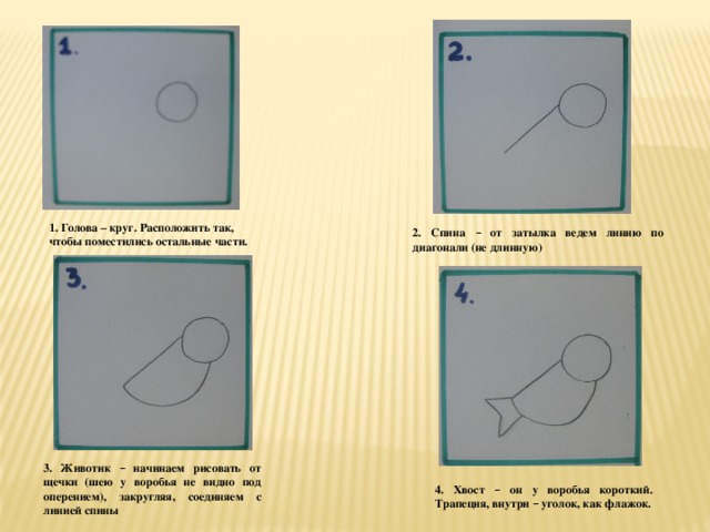 1. Голова – круг. Расположить так, чтобы поместились остальные части. 2. Спина – от затылка ведем линию по диагонали (не длинную) 3. Животик – начинаем рисовать от щечки (шею у воробья не видно под оперением), закругляя, соединяем с линией спины 4. Хвост – он у воробья короткий. Трапеция, внутри – уголок, как флажок.