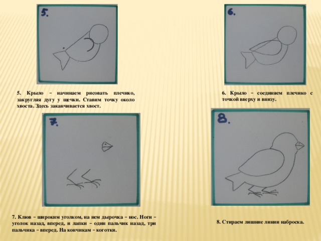 6. Крыло – соединяем плечико с точкой вверху и внизу. 5. Крыло – начинаем рисовать плечико, закругляя дугу у щечки. Ставим точку около хвоста. Здесь заканчивается хвост. 7. Клюв – широким уголком, на нем дырочка – нос. Ноги – уголок назад, вперед, и лапки – один пальчик назад, три пальчика – вперед. На кончикам – коготки. 8. Стираем лишние линии наброска.