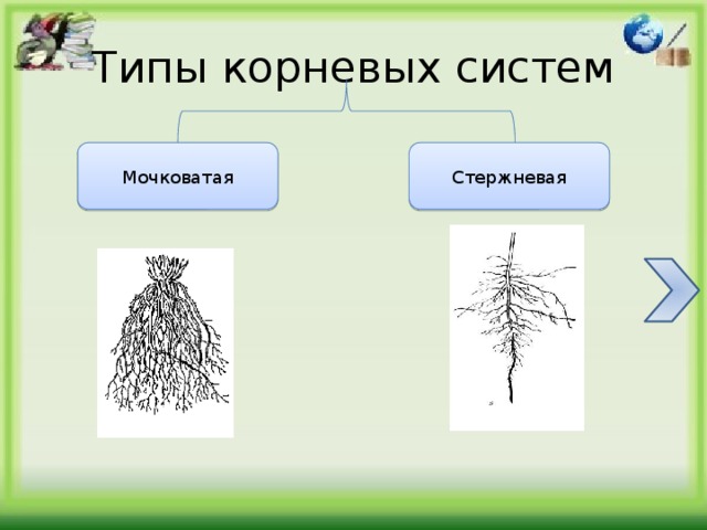 Органы цветковых растений  (Теория) Работу выполнил: Ученик 6 класса В МБОУ СОШ №32 Лыгин Данил