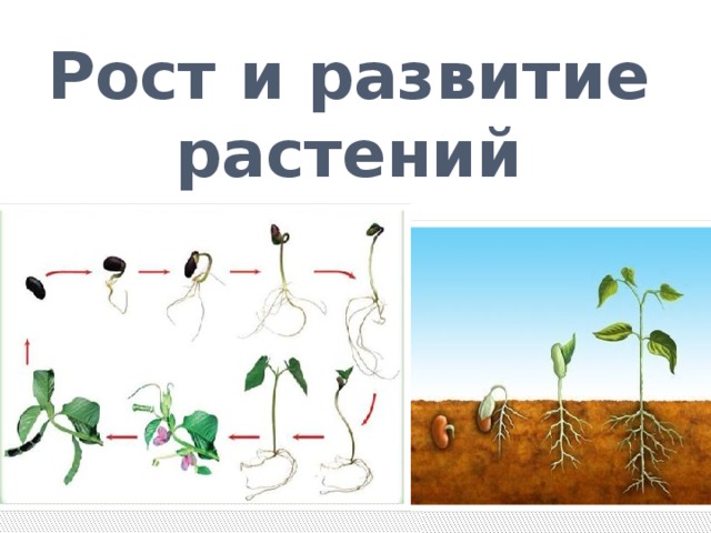 Рост и развитие растений