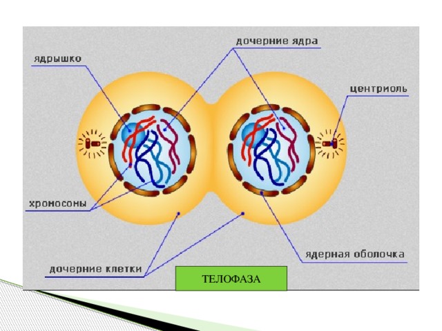 Какая фаза мейоза изображена на рисунке телофаза