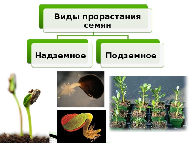 Виды прорастания семян Надземное Подземное