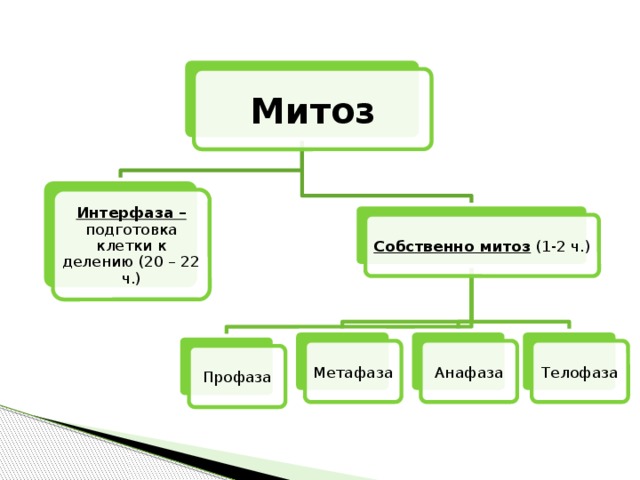 Митоз Интерфаза – подготовка клетки к делению (20 – 22 ч.) Собственно митоз (1-2 ч.) Метафаза Анафаза Телофаза Профаза