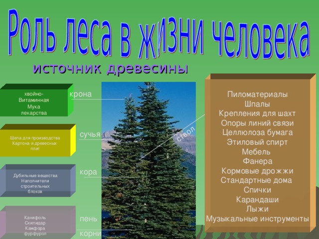 ствол источник древесины Пиломатериалы Шпалы Крепления для шахт Опоры линий связи Целлюлоза бумага Этиловый спирт Мебель Фанера Кормовые дрожжи Стандартные дома Спички Карандаши Лыжи Музыкальные инструменты крона хвойно- Витаминная Мука лекарства сучья Щепа для производства Картона и древесных плит кора Дубильные вещества Наполнители  строительных блоков Канифоль Скипидар Камфора фурфурол пень корни