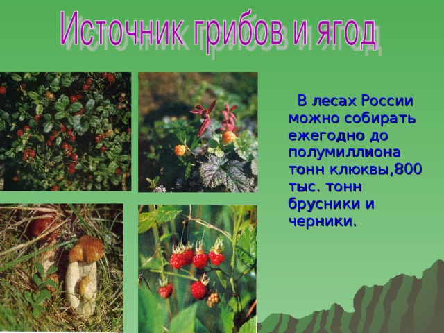 В лесах России можно собирать ежегодно до полумиллиона тонн клюквы,800 тыс. тонн брусники и черники.