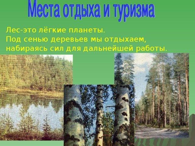 Лес-это лёгкие планеты. Под сенью деревьев мы отдыхаем, набираясь сил для дальнейшей работы.