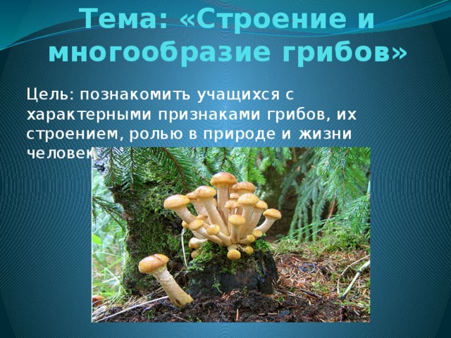 Тема: «Строение и многообразие грибов» Цель: познакомить учащихся с характерными признаками грибов, их строением, ролью в природе и жизни человека.