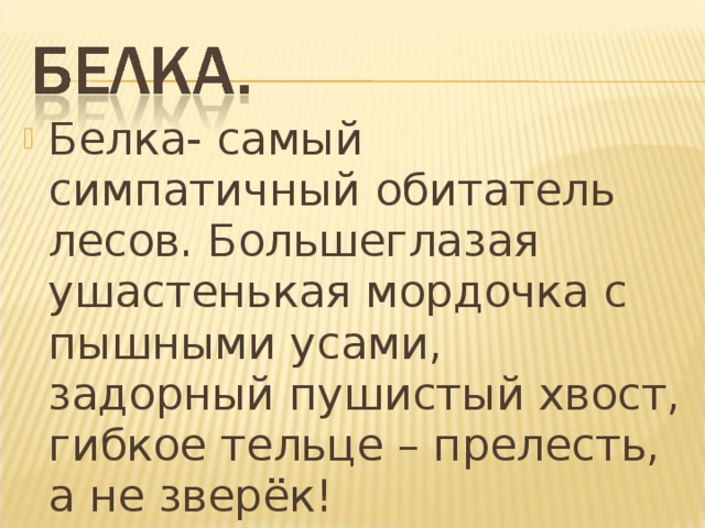 Белка- самый симпатичный обитатель лесов. Большеглазая ушастенькая мордочка с пышными усами, задорный пушистый хвост, гибкое тельце – прелесть, а не зверёк!