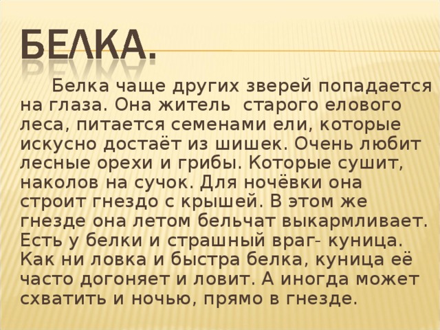 Белка чаще других зверей попадается на глаза. Она житель старого елового леса, питается семенами ели, которые искусно достаёт из шишек. Очень любит лесные орехи и грибы. Которые сушит, наколов на сучок. Для ночёвки она строит гнездо с крышей. В этом же гнезде она летом бельчат выкармливает. Есть у белки и страшный враг- куница. Как ни ловка и быстра белка, куница её часто догоняет и ловит. А иногда может схватить и ночью, прямо в гнезде.