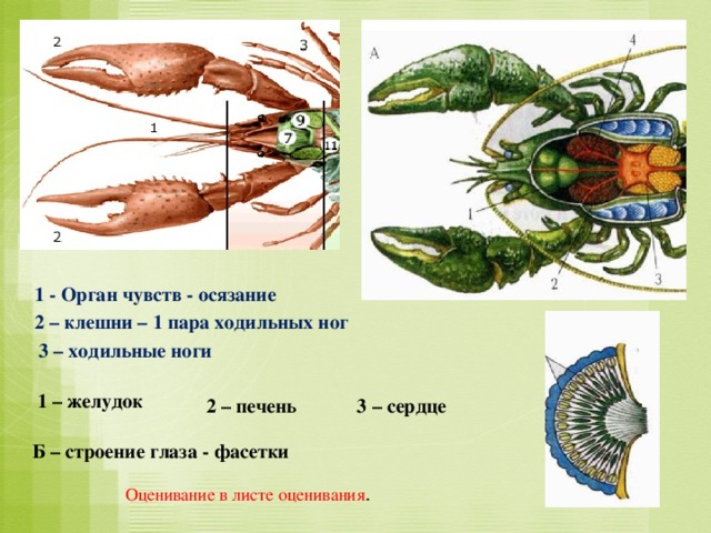 1 - Орган чувств - осязание 2 – клешни – 1 пара ходильных ног 3 – ходильные ноги 1 – желудок 3 – сердце 2 – печень Б – строение глаза - фасетки Оценивание в листе оценивания .