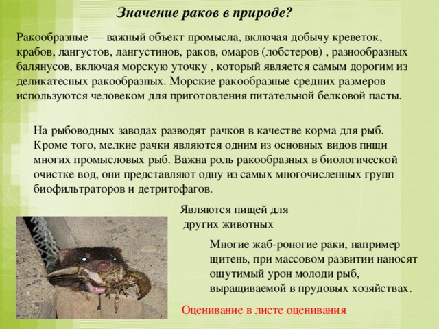 Значение раков в природе? Ракообразные — важный объект промысла, включая добычу креветок, крабов, лангустов, лангустинов, раков, омаров (лобстеров) , разнообразных балянусов, включая морскую уточку , который является самым дорогим из деликатесных ракообразных. Морские ракообразные средних размеров используются человеком для приготовления питательной белковой пасты. На рыбоводных заводах разводят рачков в качестве корма для рыб. Кроме того, мелкие рачки являются одним из основных видов пищи многих промысловых рыб. Важна роль ракообразных в биологической очистке вод, они представляют одну из самых многочисленных групп биофильтраторов и детритофагов. Являются пищей для  других животных Многие жаб-роногие раки, например щитень, при массовом развитии наносят ощутимый урон молоди рыб, выращиваемой в прудовых хозяйствах. Оценивание в листе оценивания