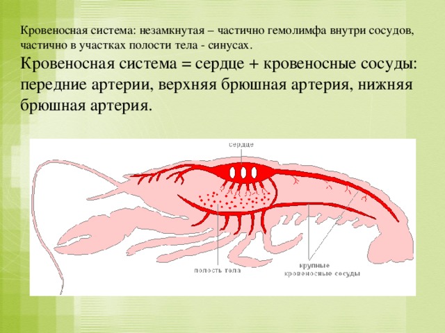 Кровеносная система: незамкнутая – частично гемолимфа внутри сосудов, частично в участках полости тела - синусах. Кровеносная система = сердце + кровеносные сосуды: передние артерии, верхняя брюшная артерия, нижняя брюшная артерия.