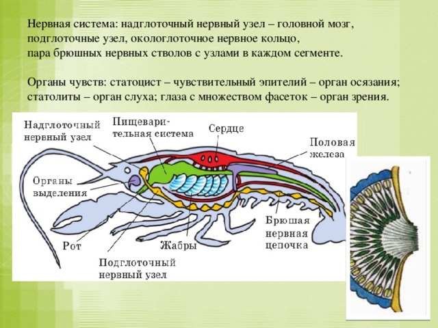 Нервная система: надглоточный нервный узел – головной мозг, подглоточные узел, окологлоточное нервное кольцо, пара брюшных нервных стволов с узлами в каждом сегменте. Органы чувств: статоцист – чувствительный эпителий – орган осязания; статолиты – орган слуха; глаза с множеством фасеток – орган зрения.