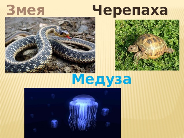 Черепаха Змея Медуза