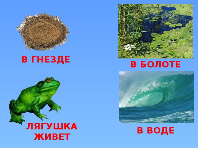 В ГНЕЗДЕ В БОЛОТЕ ЛЯГУШКА ЖИВЕТ В ВОДЕ