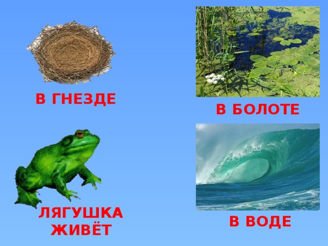 В ГНЕЗДЕ В БОЛОТЕ ЛЯГУШКА ЖИВЁТ В ВОДЕ