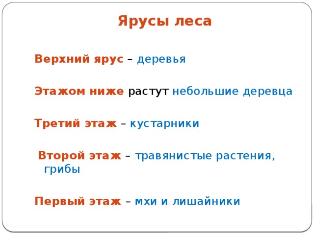 Из скольких ярусов может состоять еловый лес составьте схему работа в малых группах биология