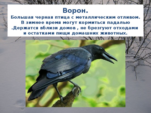 Ворон .  Большая черная птица с металлическим отливом. В зимнее время могут кормиться падалью .Держатся вблизи домов , не брезгуют отходами и остатками пищи домашних животных.