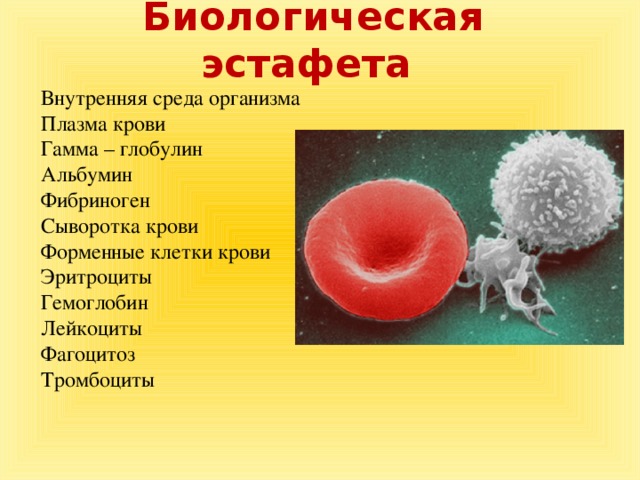 Фибриноген входит в состав эритроцитов. Фагоцитоз эритроциты лейкоциты тромбоциты. Фибрин плазма сыворотка крови. Гемоглобин тромбоциты лейкоциты. Биологическая эстафета.