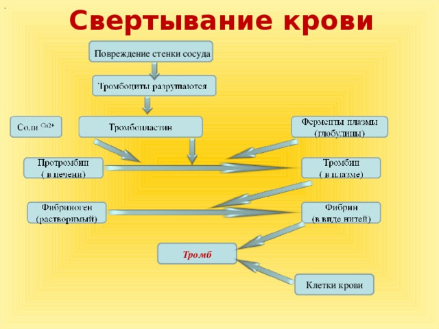 Этапы свертывания крови схема