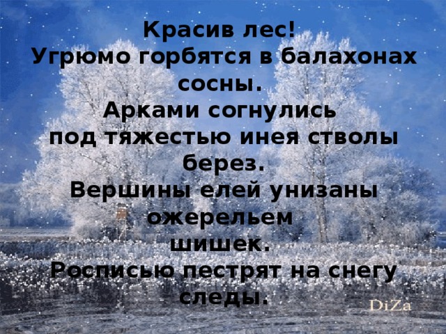 Красив лес! Угрюмо горбятся в балахонах сосны. Арками согнулись под тяжестью инея стволы берез. Вершины елей унизаны ожерельем шишек. Росписью пестрят на снегу следы.