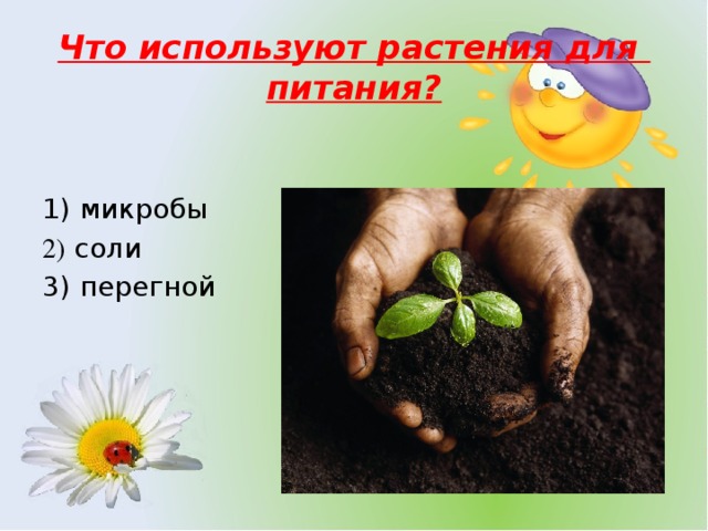 Что используют растения для   питания? 1) микробы 2) соли 3) перегной