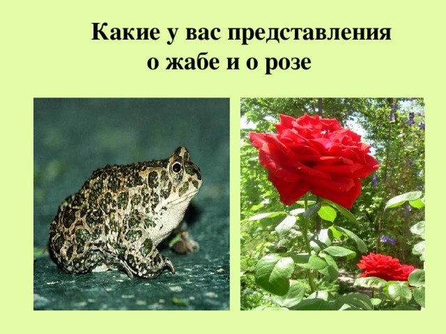 Какие у вас представления о жабе и о розе