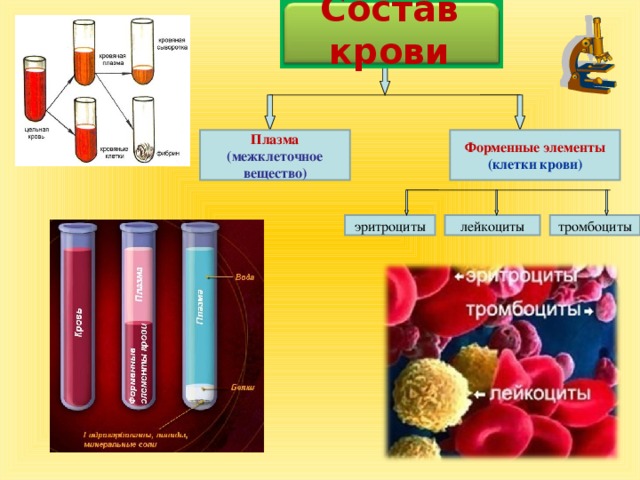 Состав крови Форменные элементы Плазма (межклеточное вещество) (клетки крови) тромбоциты лейкоциты эритроциты