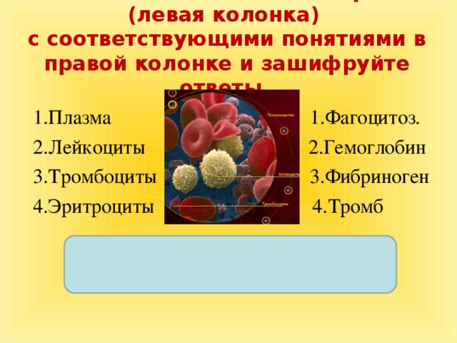 Кровь человека Кровь лягушки Лейкоциты Эритроциты Ядро