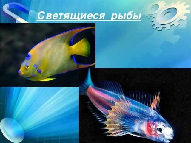 Светящиеся рыбы